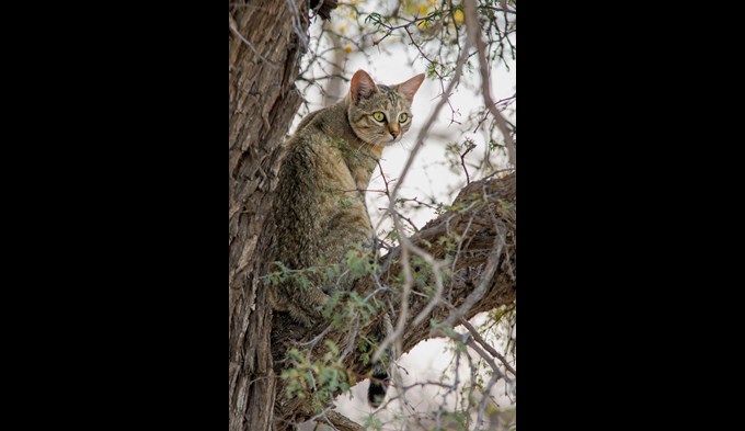 Auch wenn Katzen ans Leben in Häusern gewohnt sind, bleiben sie doch exzellente Raubtiere in der Natur. (Foto Freepik.com)