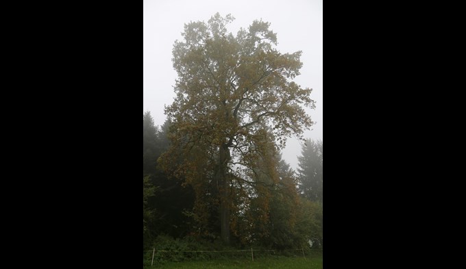 Eine stattliche Eiche, die ebenfalls als letzte Ruhestätte dient. Diese Baumart ist die teuerste im Friedwald. (Foto Geri Wyss)